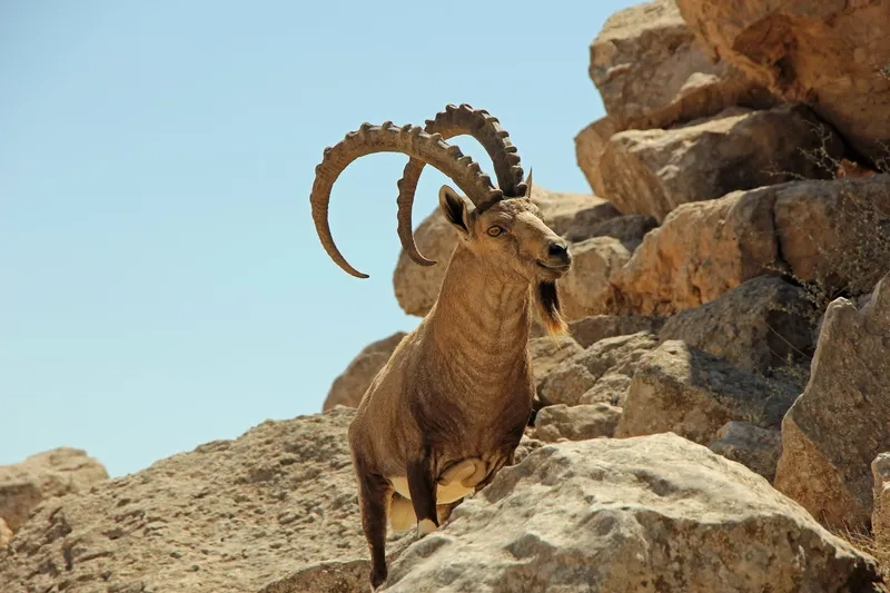 Hình ảnh những chú dê núi đá