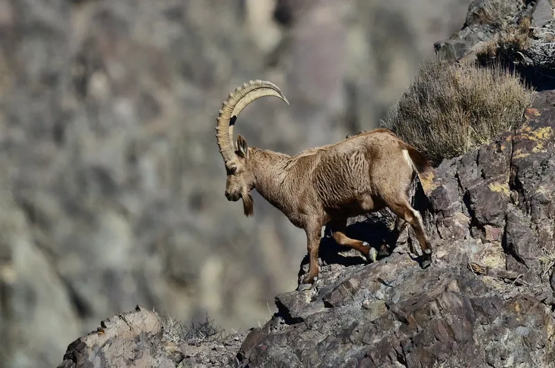 Giải đáp dê núi chạy nhanh không