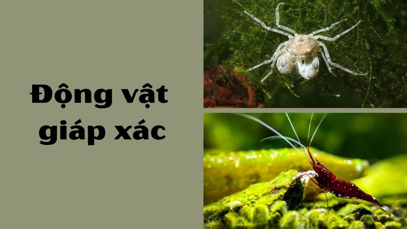 Thế giới các loài giáp xác đa dạng sắc màu