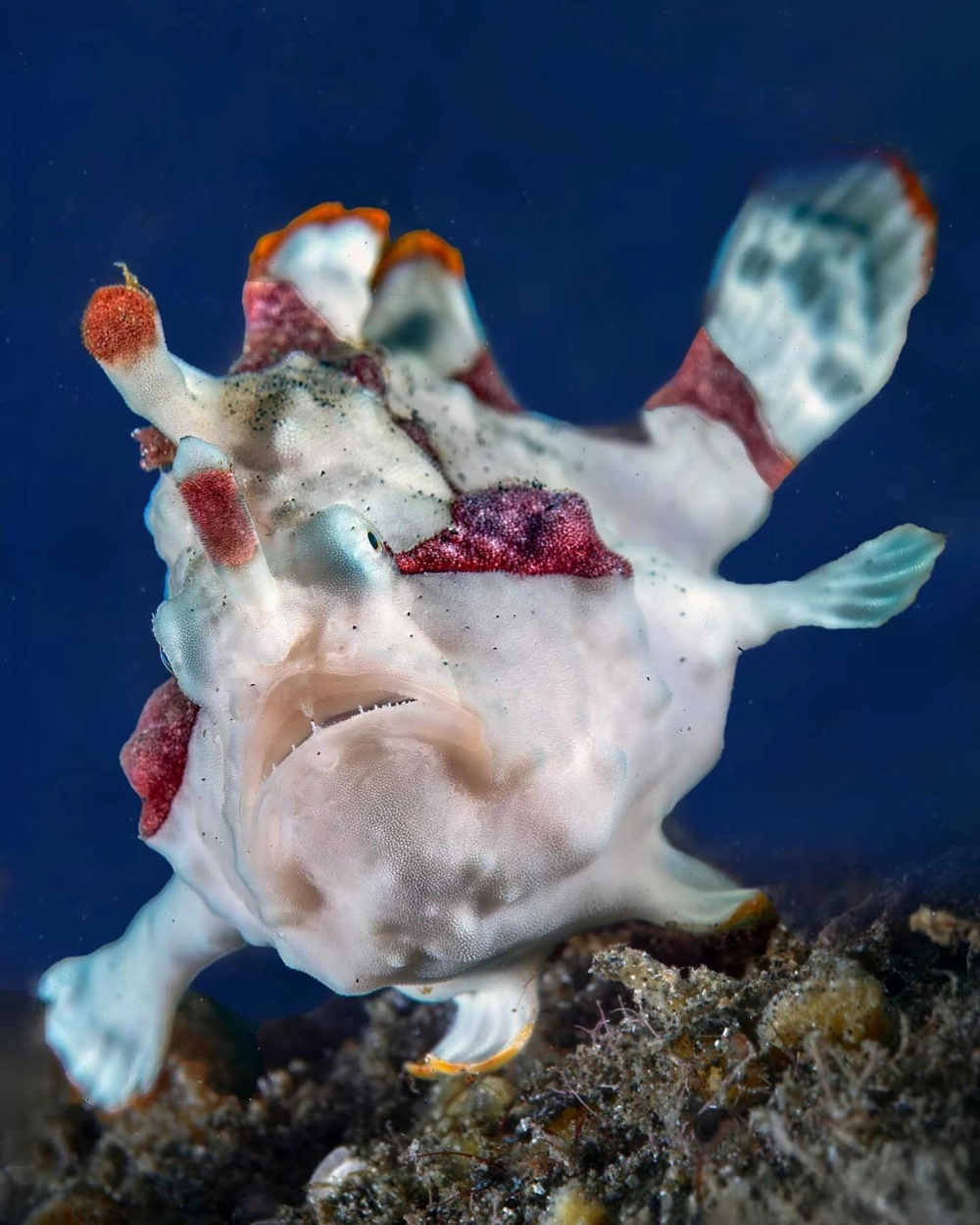 Hình ảnh ếch biển sử dụng vây ngực để di chuyển dưới đáy cát