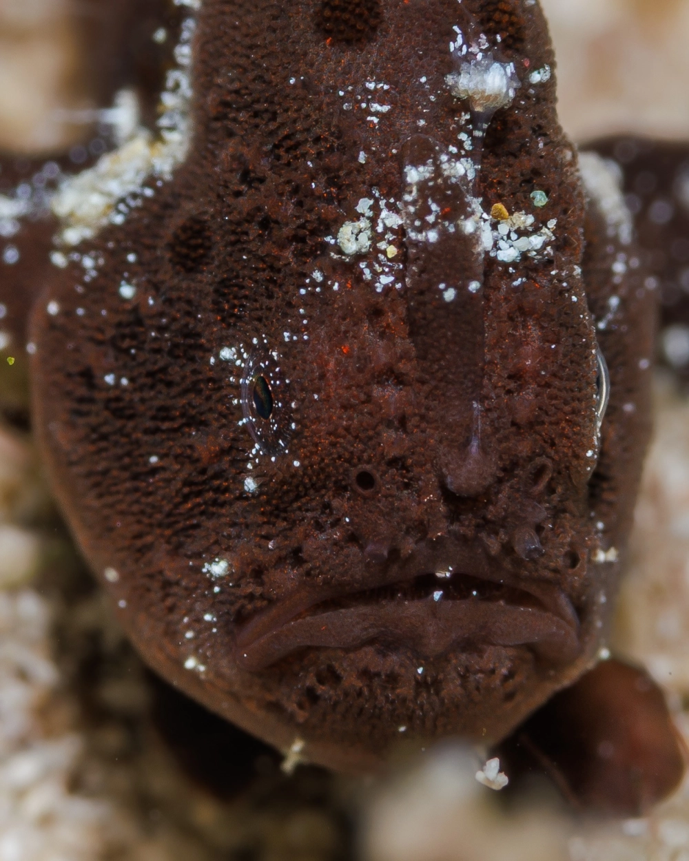 Góc chụp nghiêng đầy nghệ thuật của một chú ếch biển