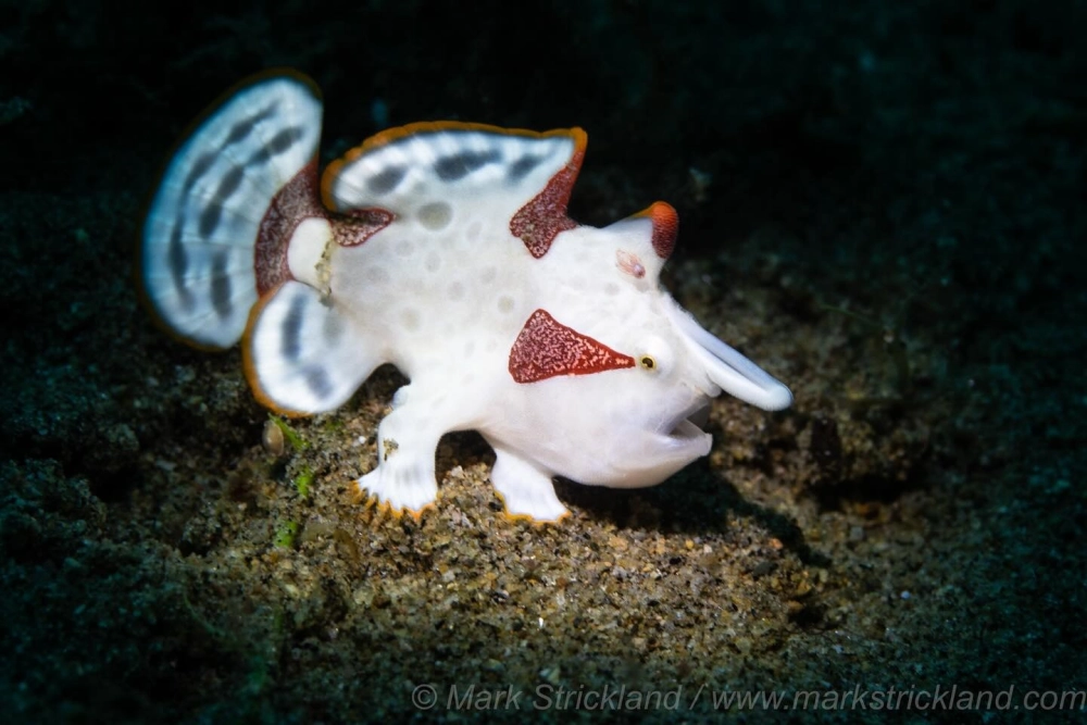 Cá ếch sần sùi với màu sắc giống hệt rạn san hô