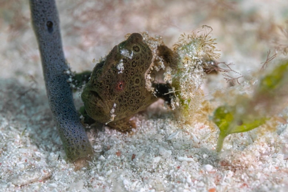 Hình ảnh ếch biển con với kích thước tí hon đáng yêu