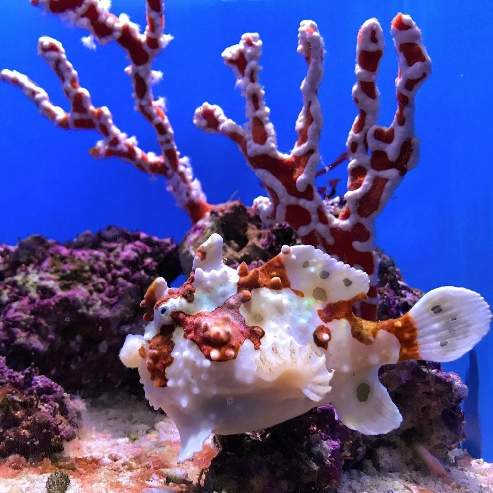 Hình ảnh ếch biển ngụy trang hoàn hảo trong thảm rong biển