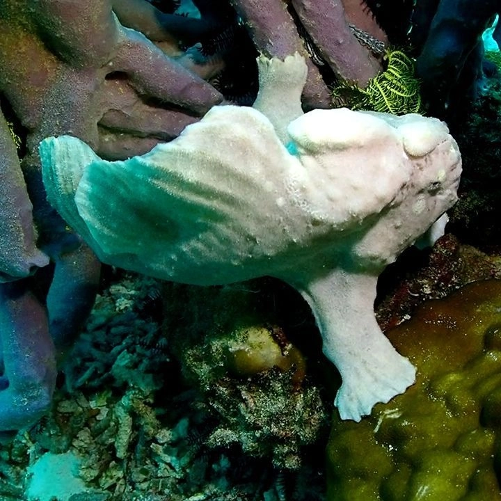 Cận cảnh đôi mắt và bộ da sần sùi của ếch biển