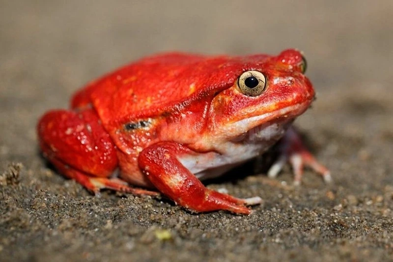 Chiêm ngưỡng ếch cà chua hoang dã tự nhiên