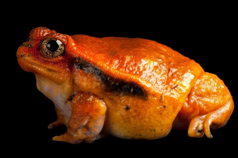 Ngắm ếch cà chua kích thước lớn nổi bật