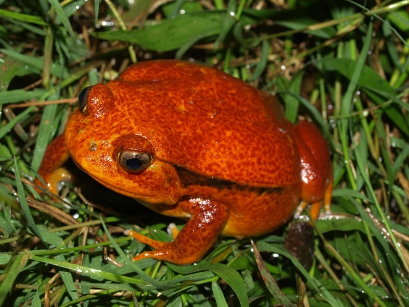 Khám phá ếch cà chua màu cam đỏ rực rỡ