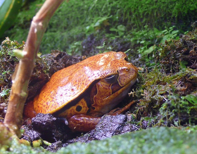 Ngắm ếch cà chua trong tự nhiên tự nhiên