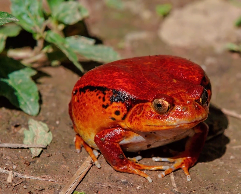 Chiêm ngưỡng ếch cà chua rừng mưa đa dạng