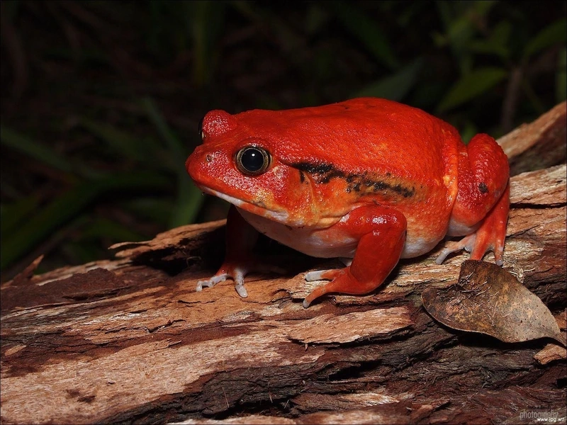 Tạo khung hình đẹp với ếch cà chua tạo dáng