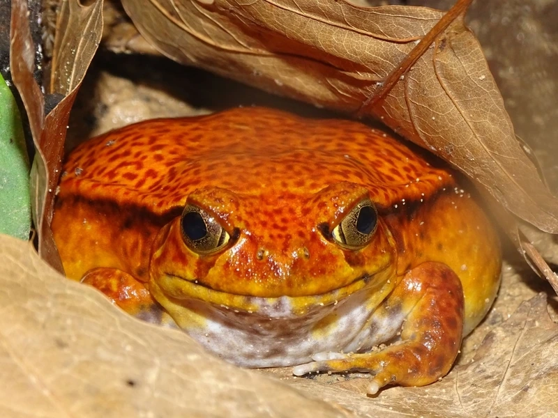 Ngắm ếch cà chua ánh sáng tự nhiên sinh động