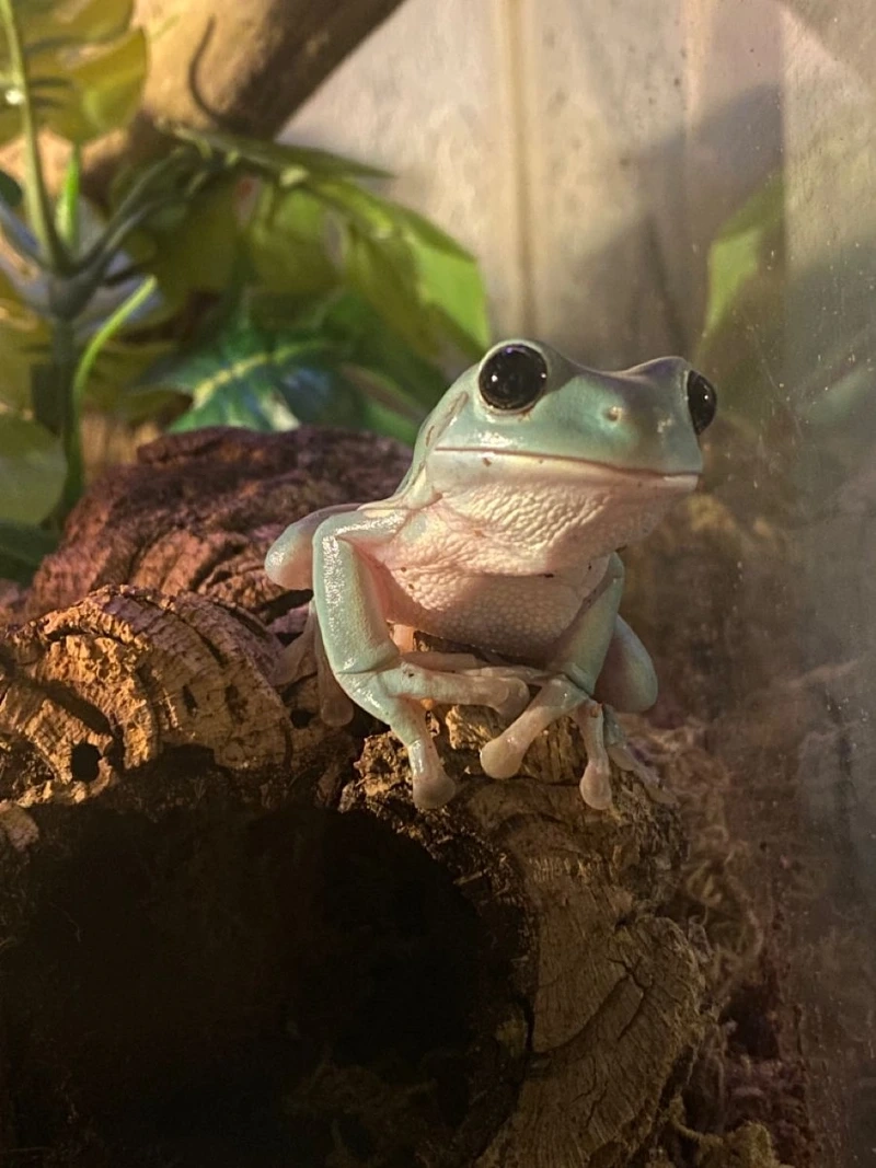 Đặc điểm nổi bật của ếch cảnh 