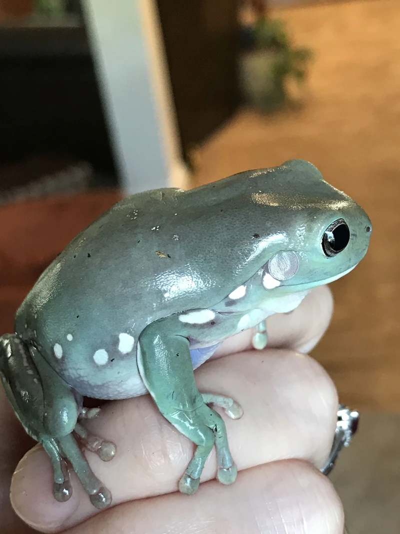 Nuôi ếch cảnh nuôi làm cảnh dễ dàng và thú vị