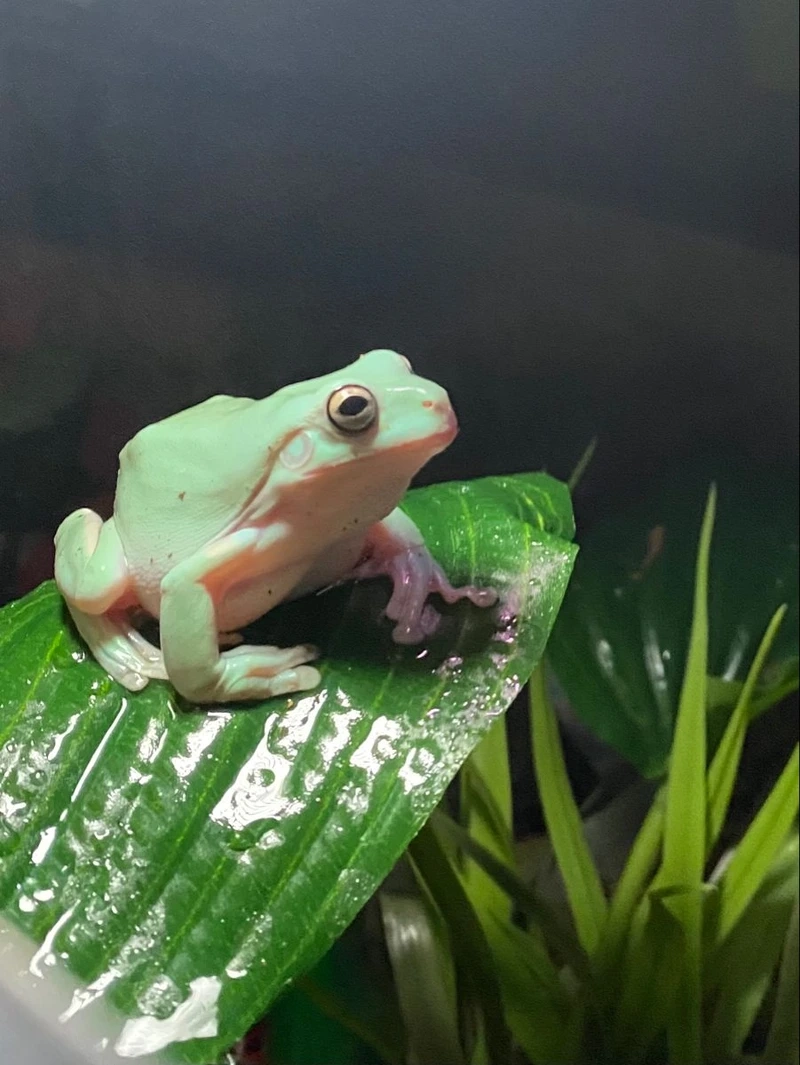 Chiêm ngưỡng ếch cảnh đẹp sinh động và rực rỡ