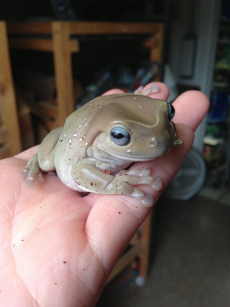 Nuôi ếch cảnh trong nhà tiện lợi và sinh động