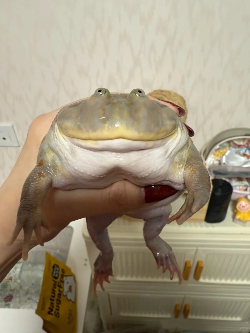 Chăm sóc ếch cảnh nuôi kiểng chuẩn chuyên gia