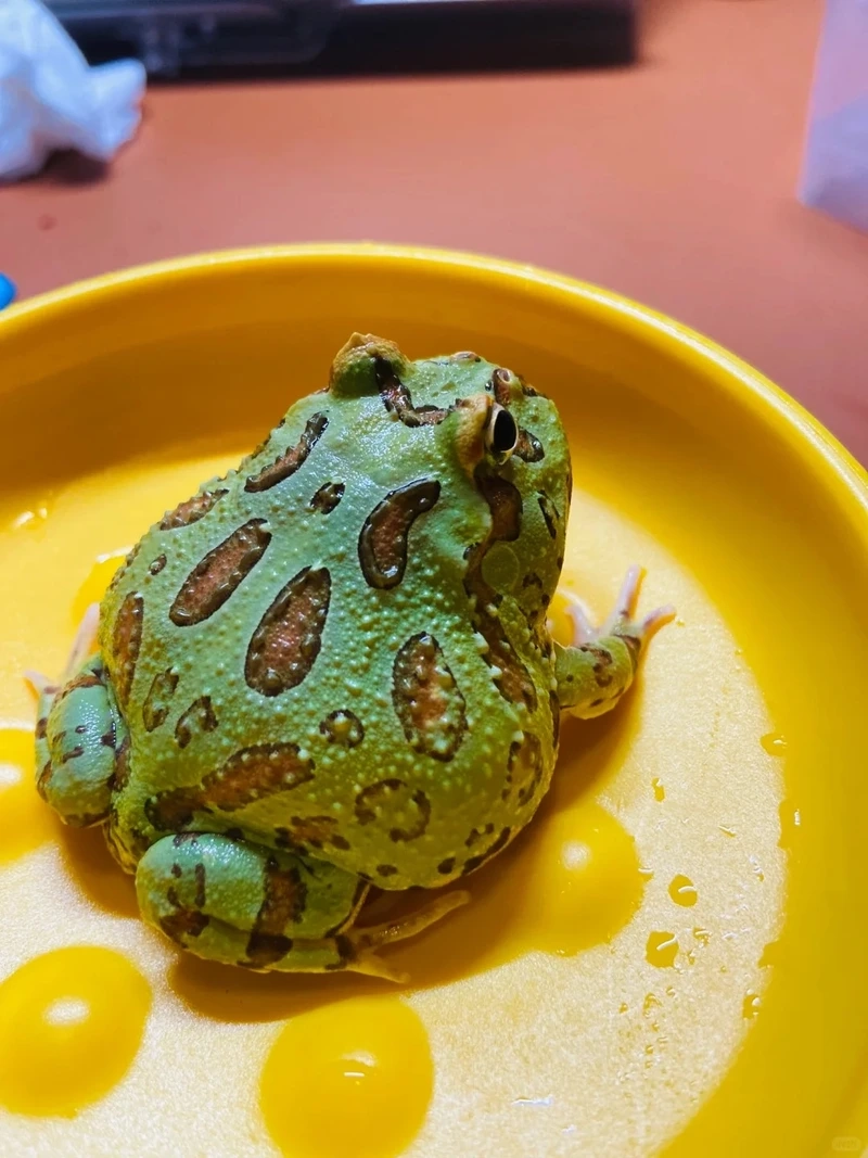 Top ếch cảnh phổ biến được yêu thích tại Việt Nam