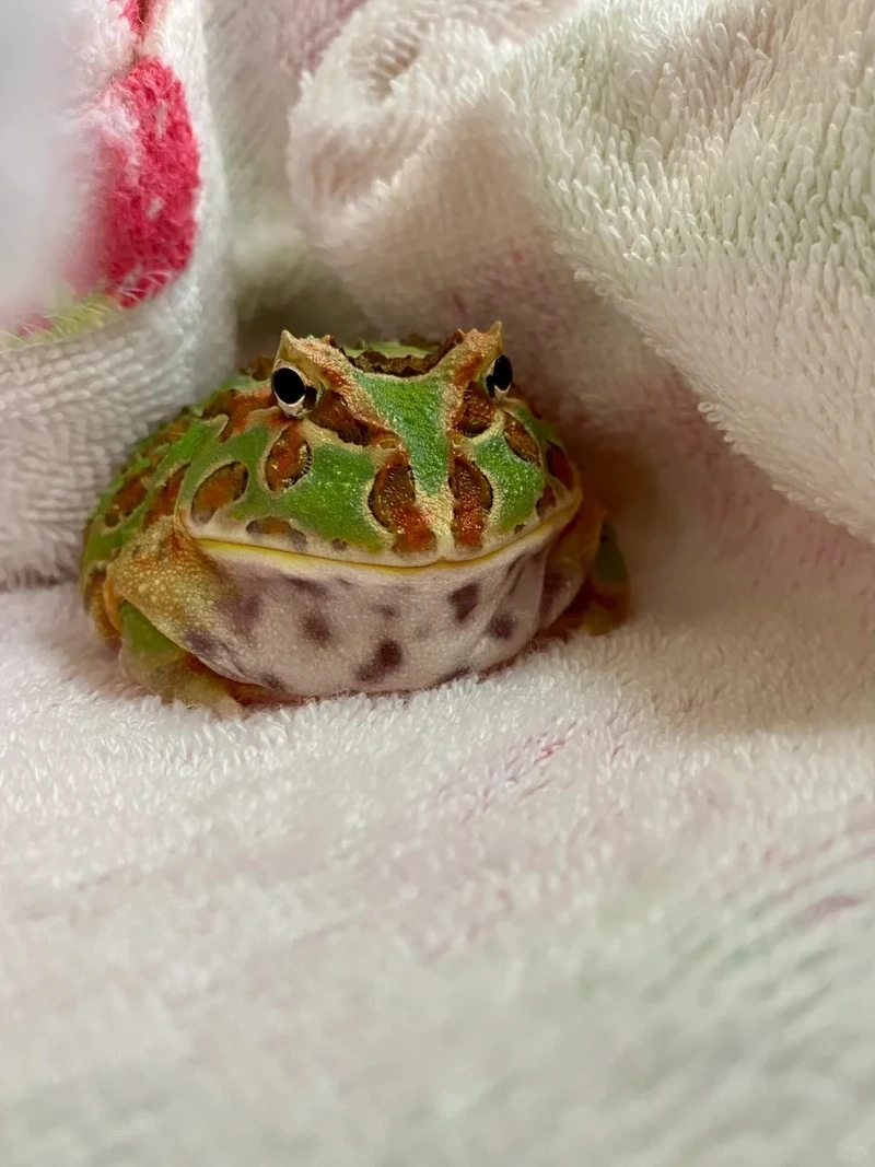 Trang trí không gian với ếch cảnh trang trí đẹp mắt