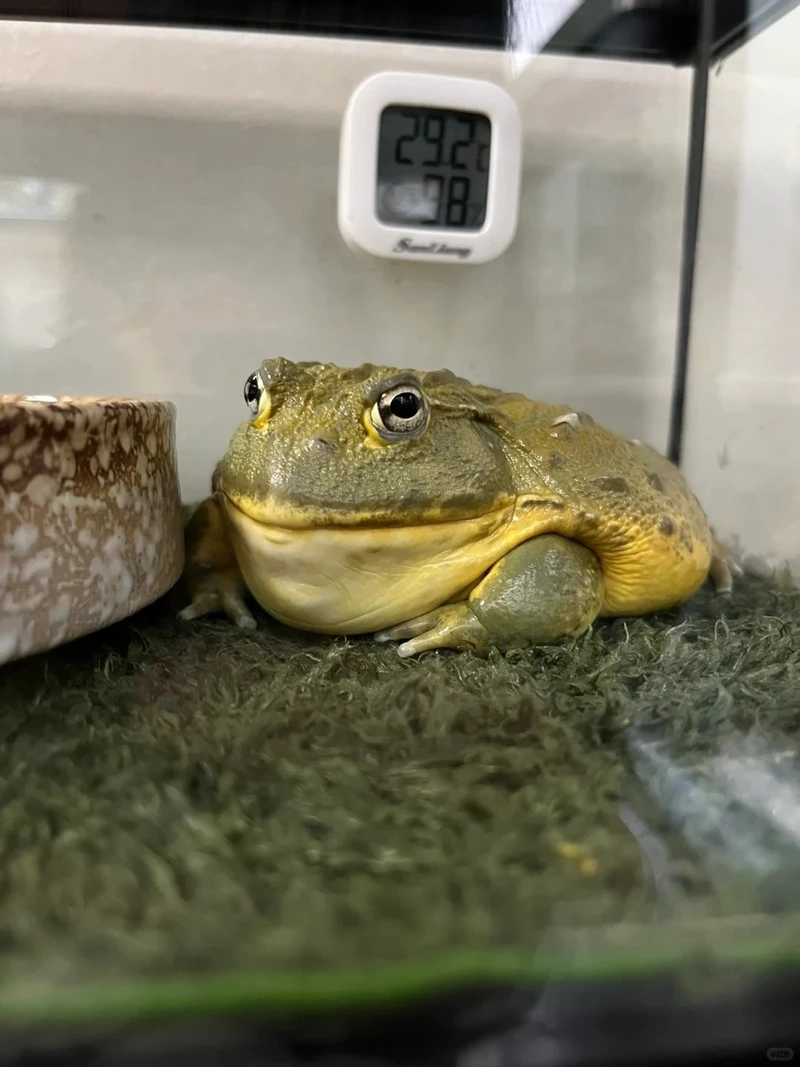 Nuôi ếch cảnh nuôi làm cảnh hiệu quả và tiện lợi