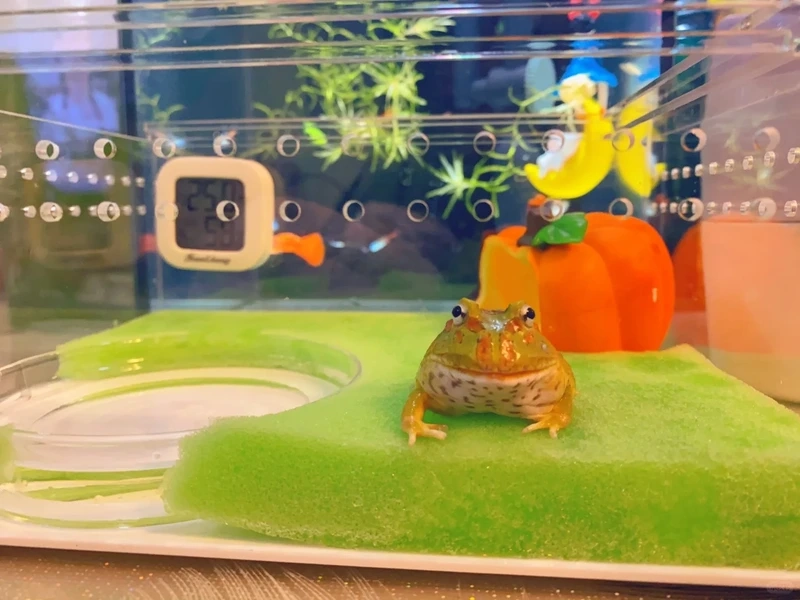 Thú cưng xinh xắn ếch cảnh mini đáng yêu và sinh động