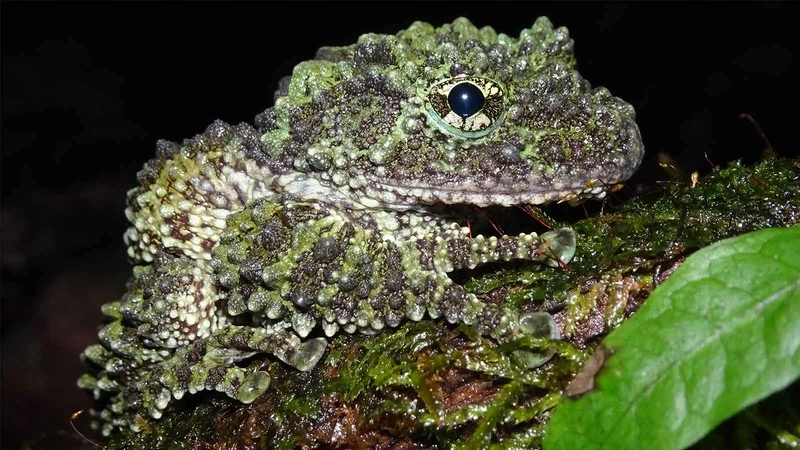 Ngắm ếch cây sần trong tự nhiên sống động và độc đáo