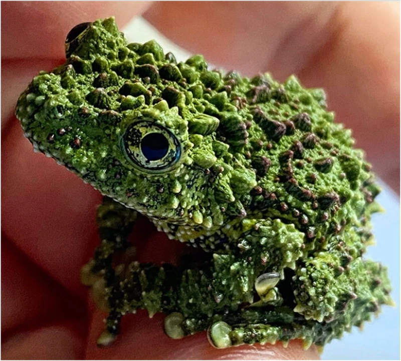 Khám phá ếch cây sần màu xanh rực rỡ và nổi bật