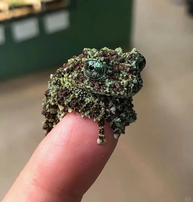 Hình ảnh thực tế ếch cây sần hình ảnh thực tế sống động