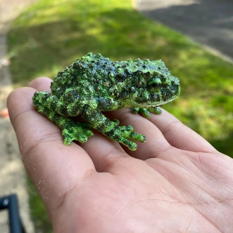 Thế giới ếch cây sần môi trường sống tự nhiên và hiền