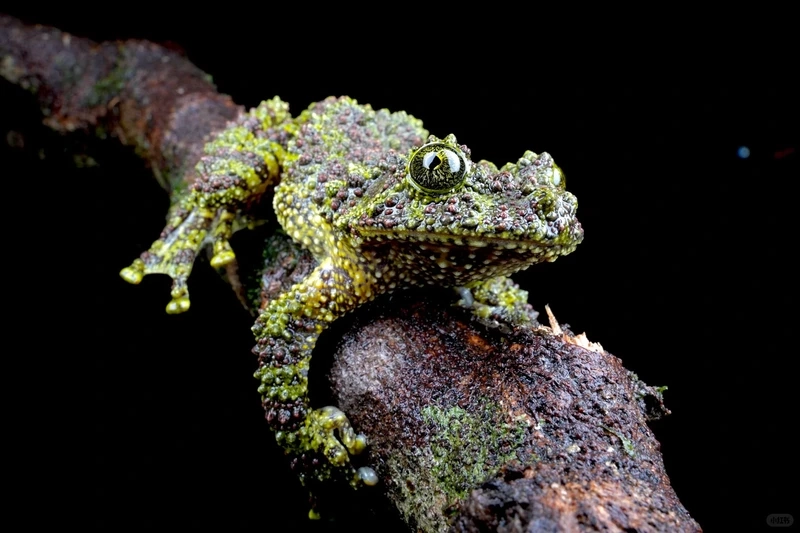 Khám phá ếch cây sần leo cành uyển chuyển và hiền