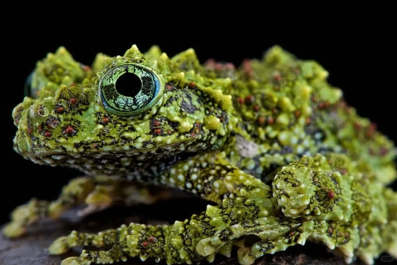 Khám phá ếch cây sần sinh thái rừng tự nhiên và sinh động