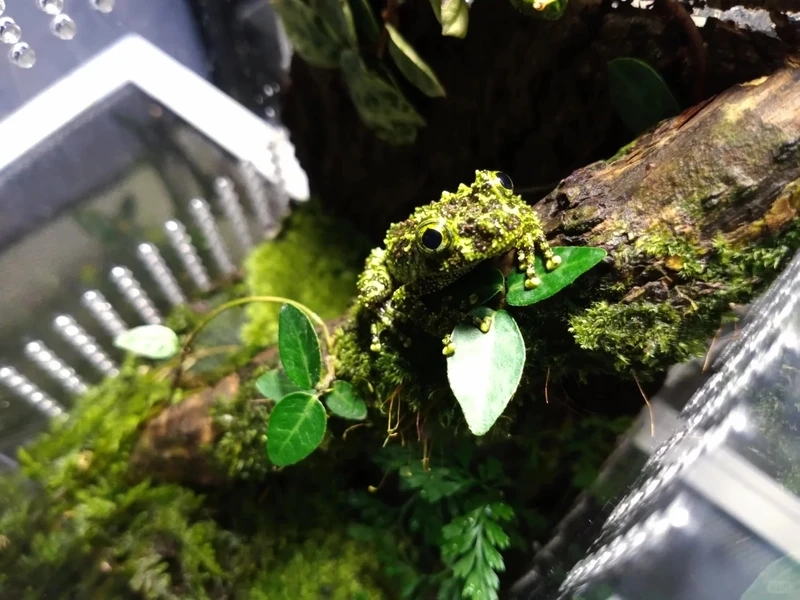 Ngắm ếch cây sần chân bám tốt linh hoạt và sinh động