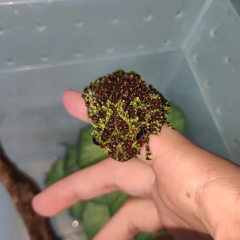 Chiêm ngưỡng ếch cây sần mắt to rực rỡ và sống động