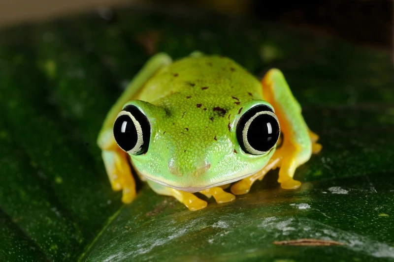 Đặc điểm nổi bật của ếch Lemur 