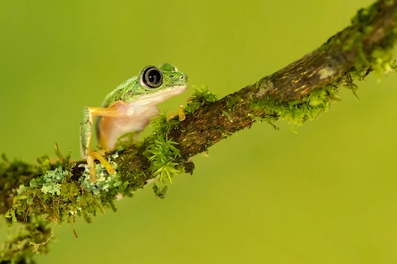 Hướng dẫn nuôi ếch lemur nuôi làm cảnh tại nhà