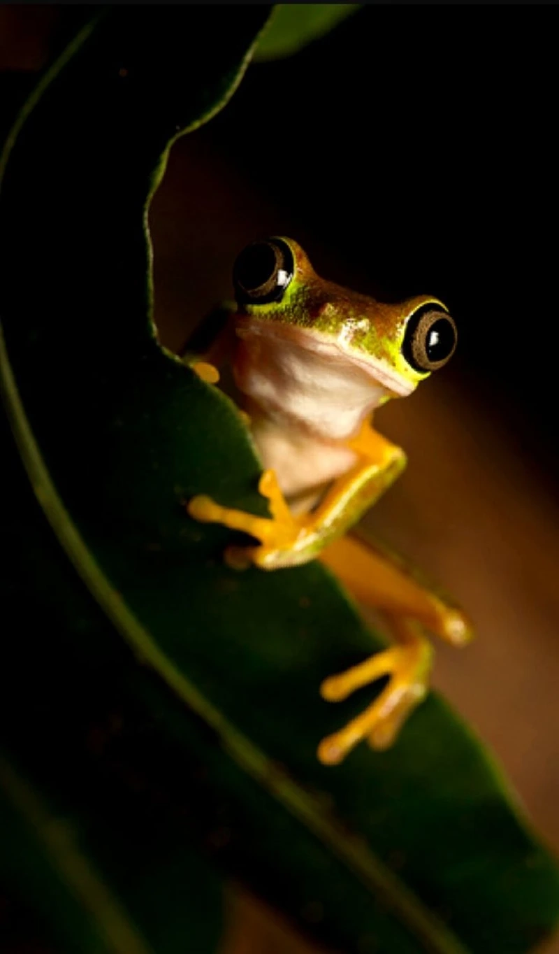 Chiêm ngưỡng vẻ ngoài đặc sắc của ếch lemur đẹp