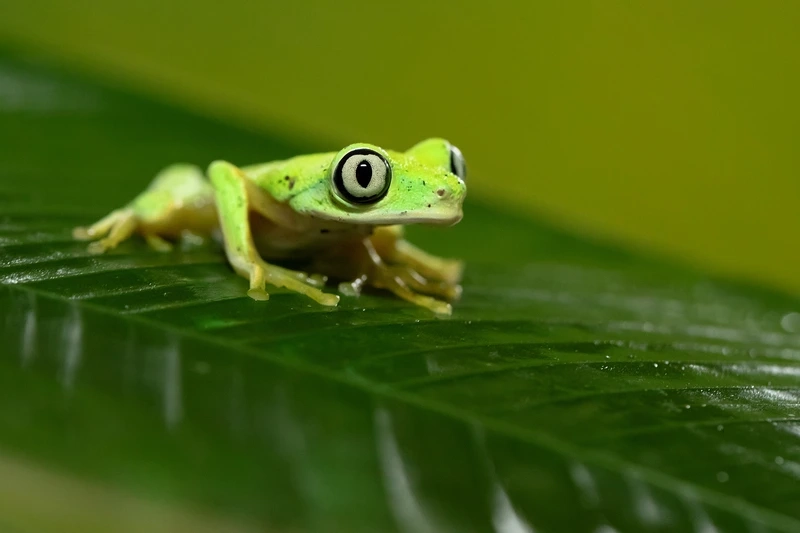 Tìm hiểu đặc điểm ếch lemur lưỡng cư trong tự nhiên