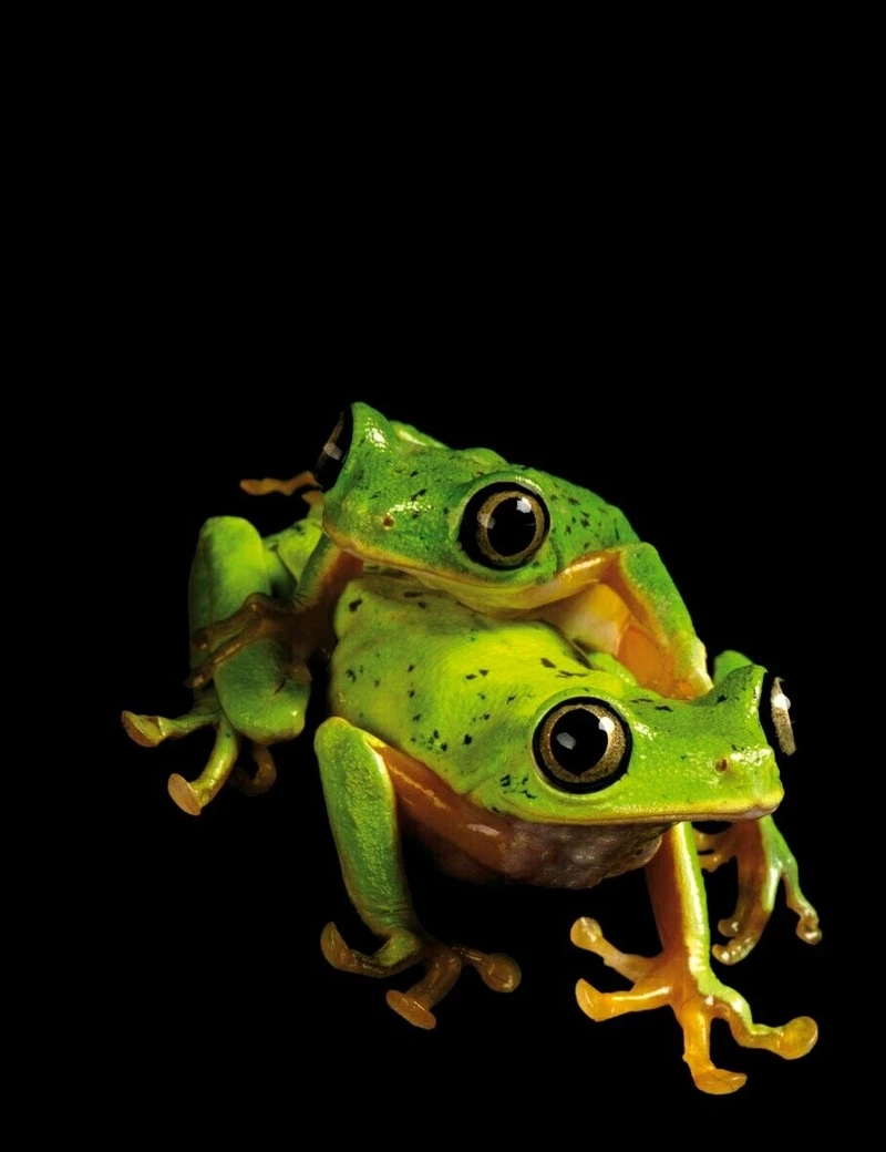 Biến ếch lemur thú cưng thành người bạn đáng yêu