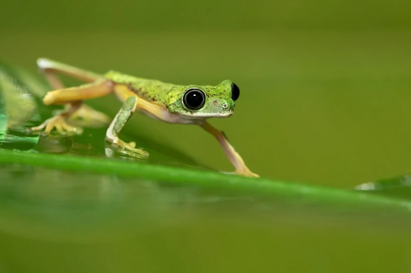 Quan sát ếch lemur terrarium sinh động trong bể