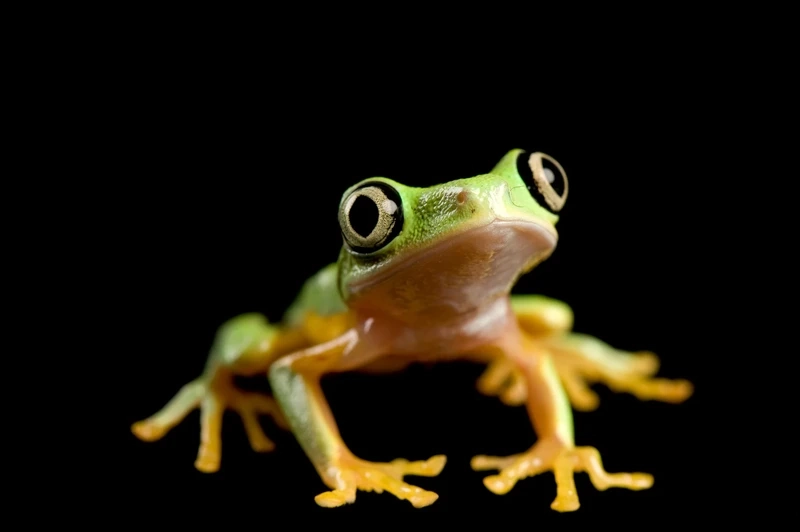 Chiêm ngưỡng ếch lemur ngoại nhập độc đáo và hiếm