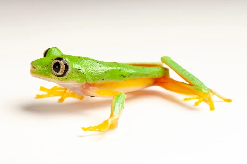 Lý do ếch lemur phổ biến được nhiều người yêu thích