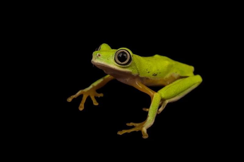 Chụp ảnh cận cảnh với ếch lemur chụp ảnh sinh động