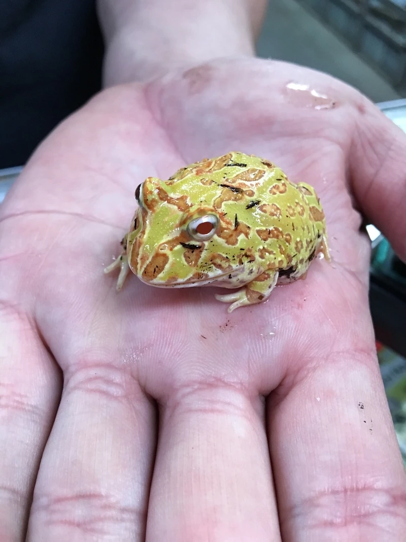 Chiêm ngưỡng ếch pacman vàng rực rỡ và nổi bật