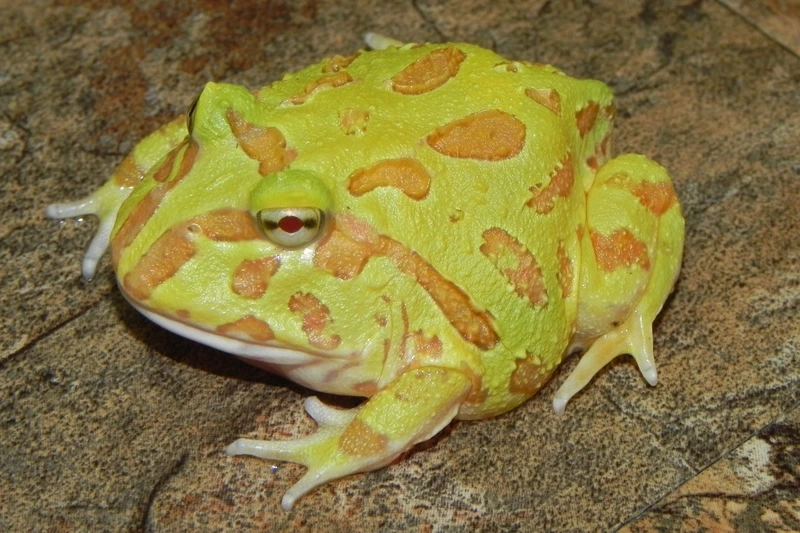 Khám phá ếch pacman xanh đẹp mắt và sinh động