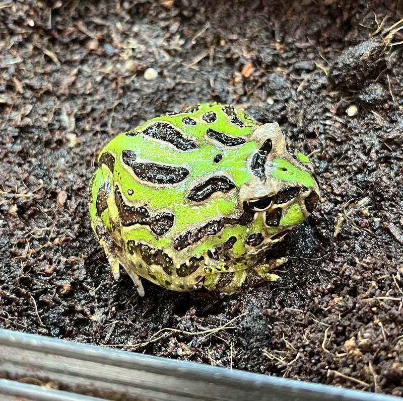 Khám phá ếch pacman ăn gì dinh dưỡng và phù hợp