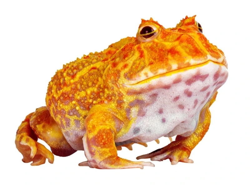 Chăm sóc ếch pacman ăn côn trùng đúng cách và khỏe mạnh