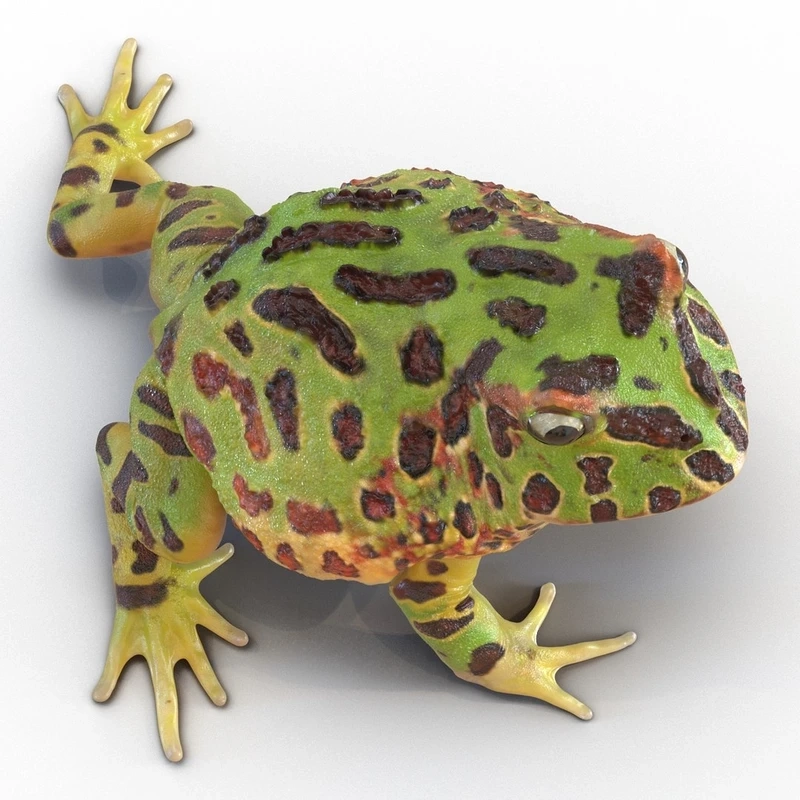 Ngắm ếch pacman hiền thân thiện và dễ nuôi