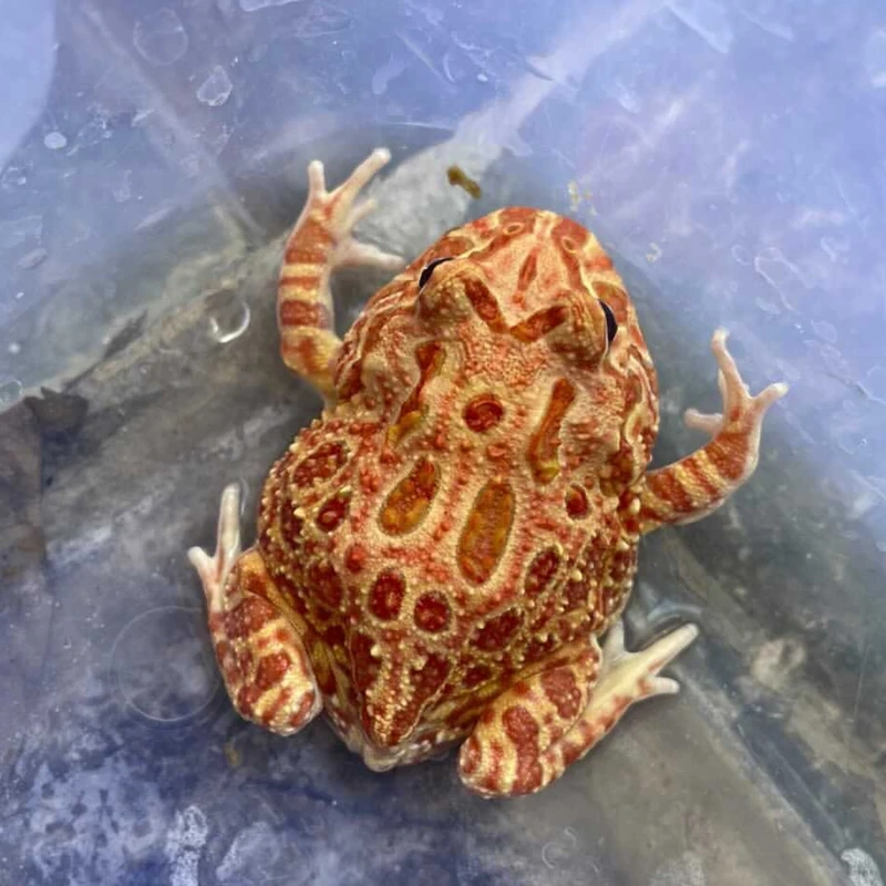 Tạo khung hình đẹp với ếch pacman chụp ảnh đẹp rực rỡ