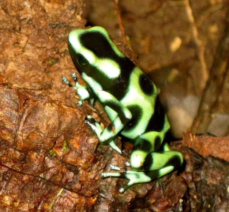 Hé lộ đặc điểm nổi bật của ếch phi tiêu độc