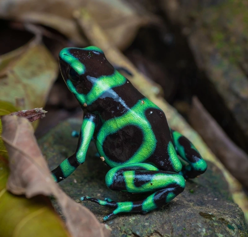 Thế giới ếch phi tiêu độc rừng nhiệt đới phong phú và sinh động